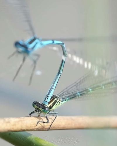 Damselfly 