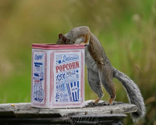 Grey Squirrel 