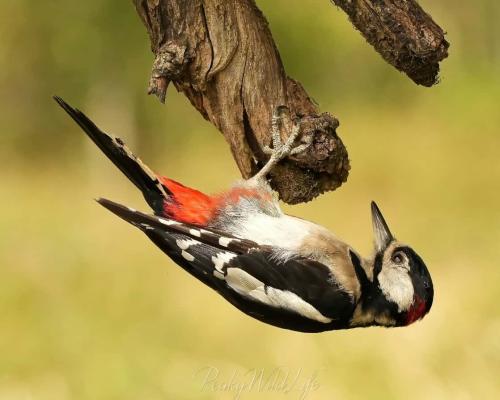 Great Spotted Woodpecker