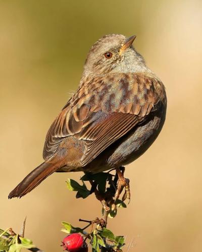 Dunnock 