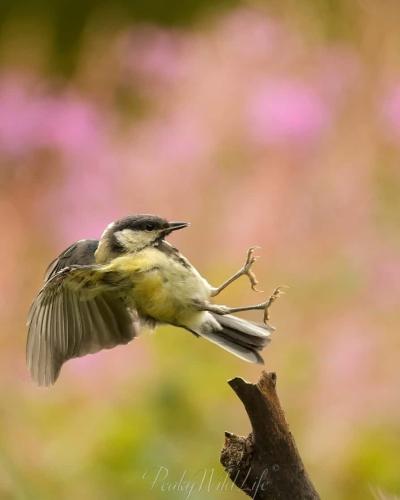 Great Tit