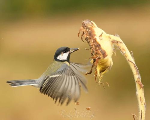 Great Tit