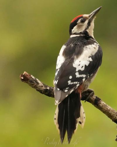 Great Spotted Woodpecker