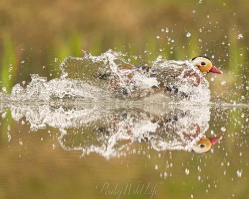 Mandarin Duck - Splash Down!