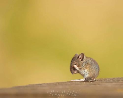 House Mouse - Hide n Squeak ! 