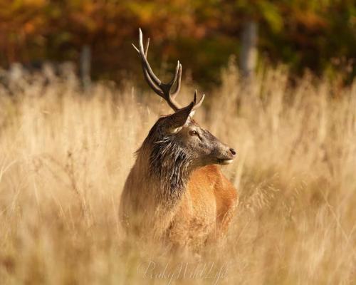 Red Deer - Stag