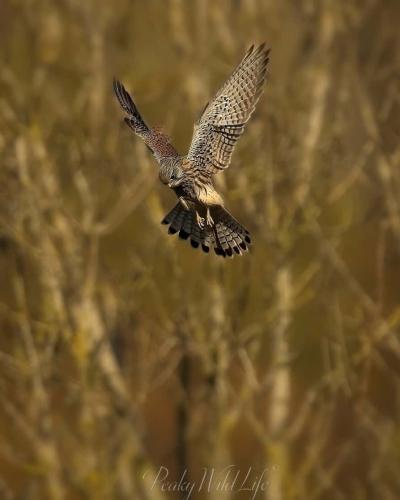 Kestrel 