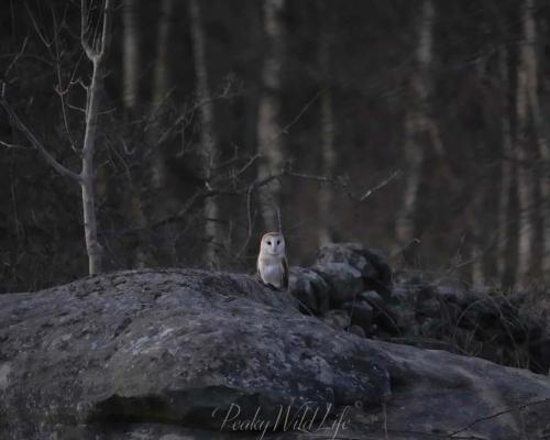 Barn Owl