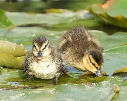 Ducklings - Water Pistol Fight !