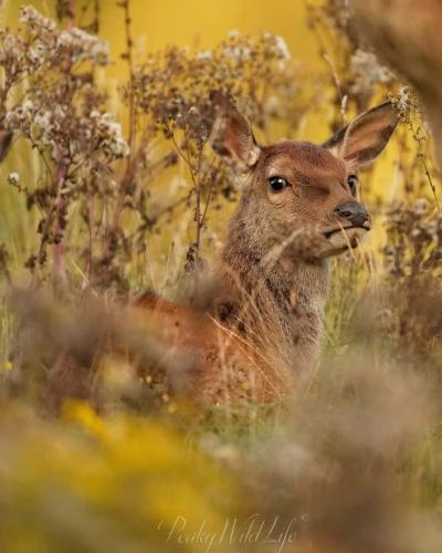 Young Red Deer