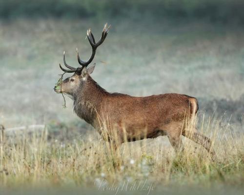 Red Deer - Stag